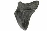 Bargain, Juvenile Megalodon Tooth - South Carolina #169321-1
